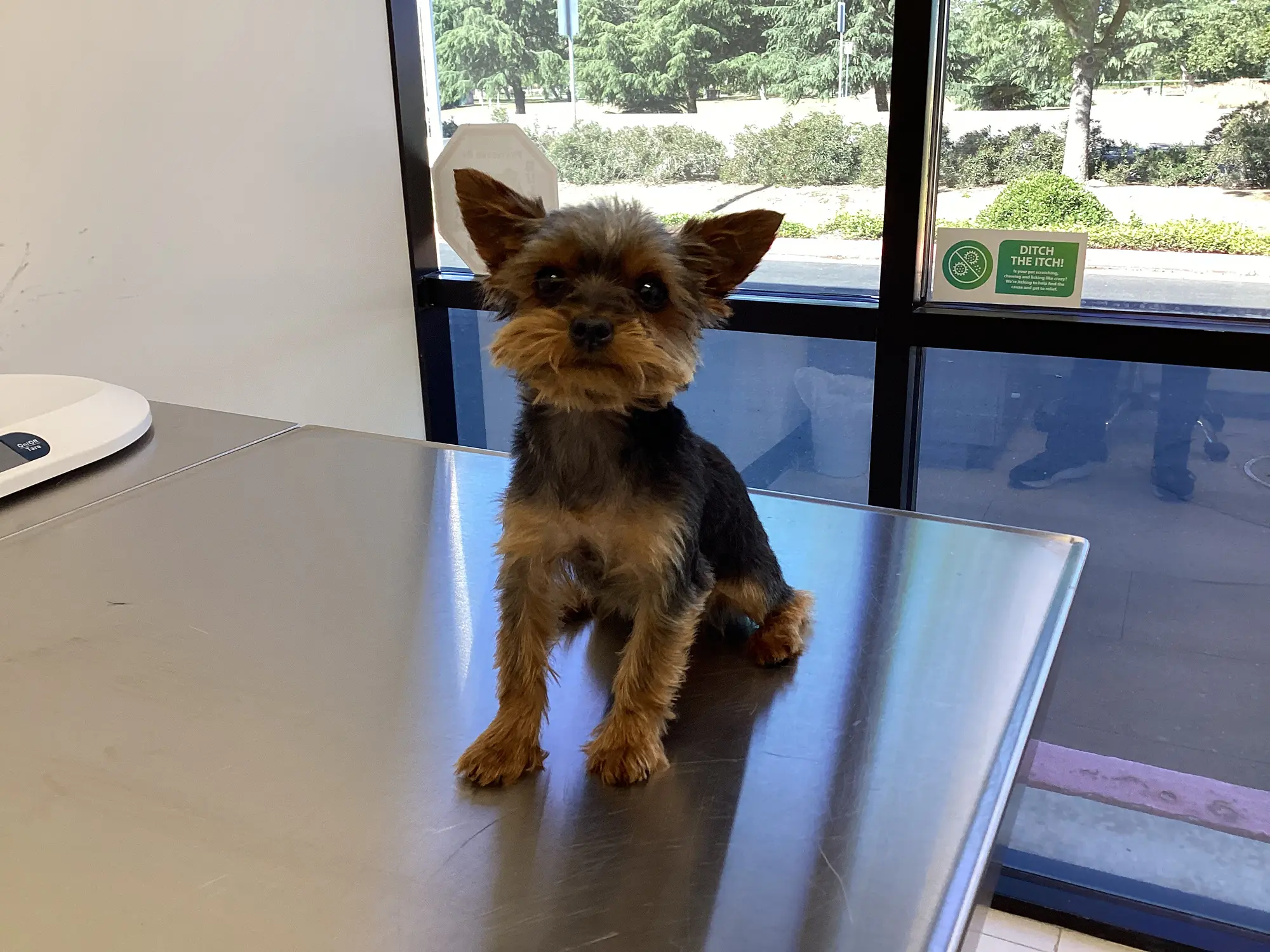 Our Vet’s Guide to Pet Wellness Exams and Vaccinations