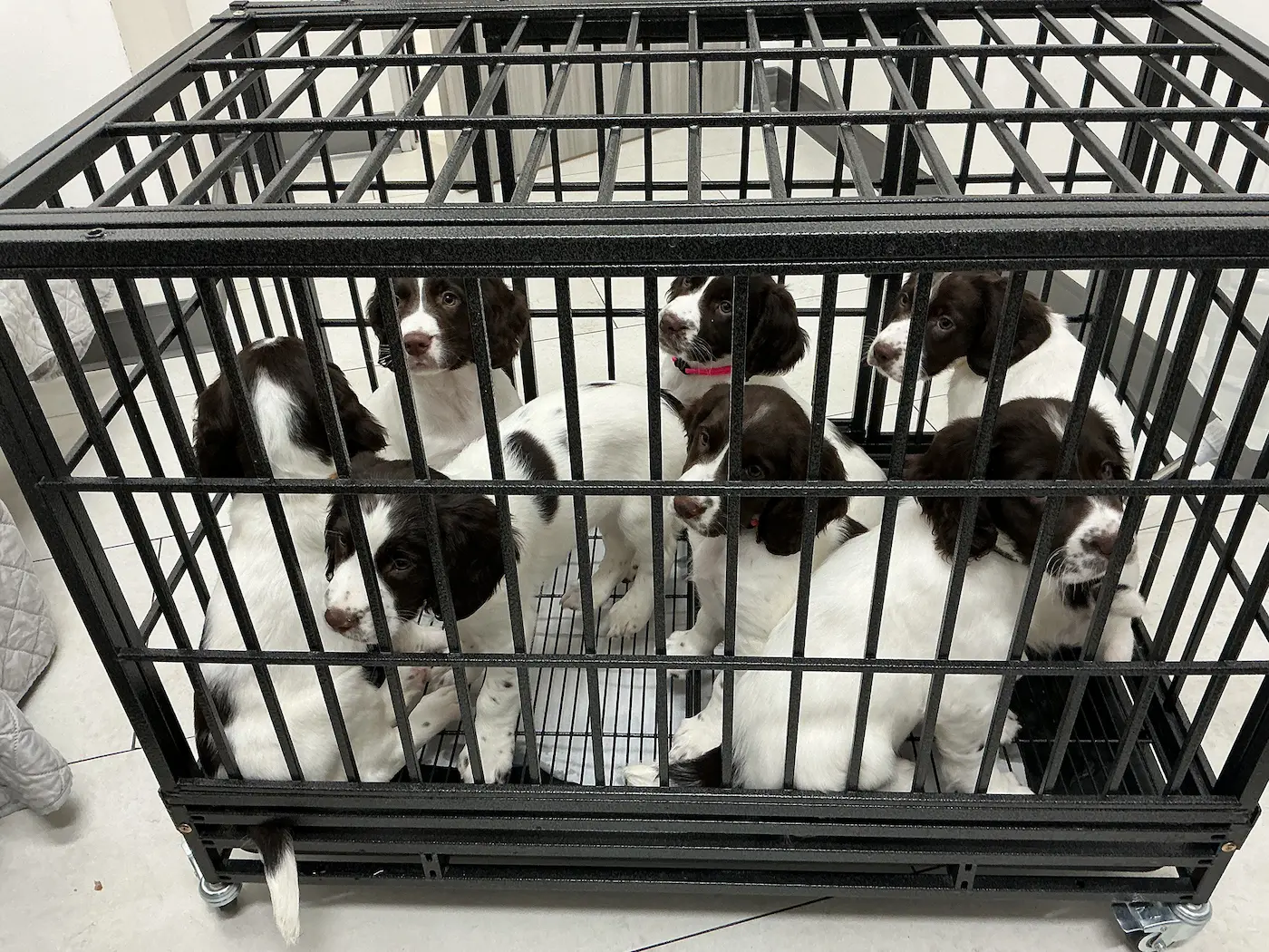 A Puppy and Kitten Care Guide From Your Kitten Veterinarian