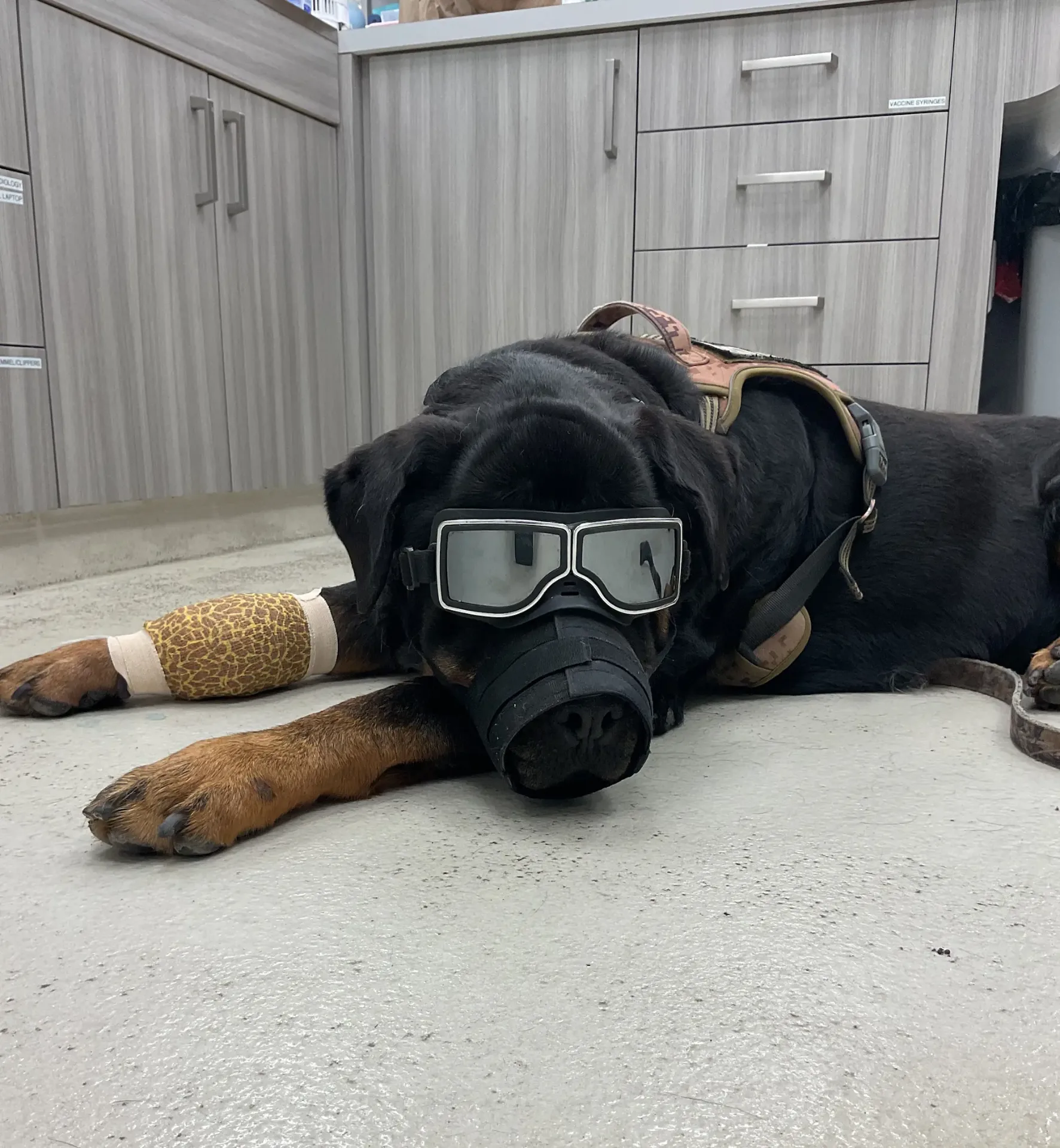 Board-Certified Pet Surgeons