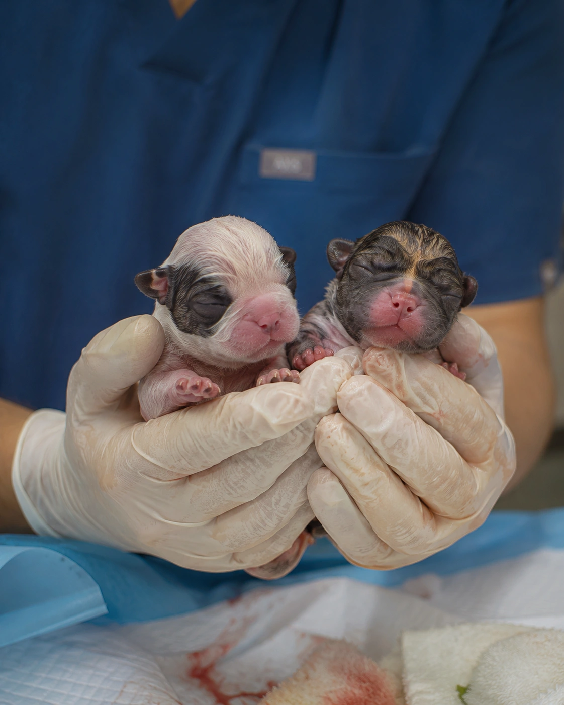 Pet C-Sections